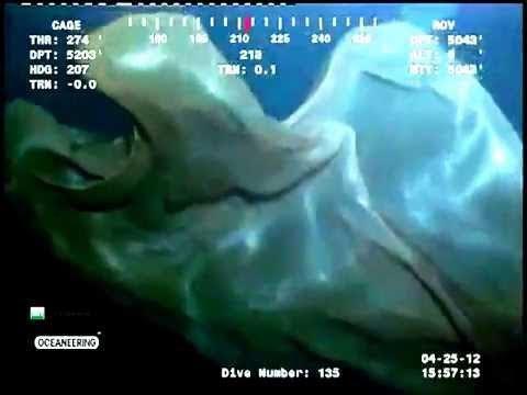 Неизвестное чудище атаковало подводную камеру! 