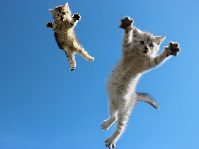 Вот так прыгают коты