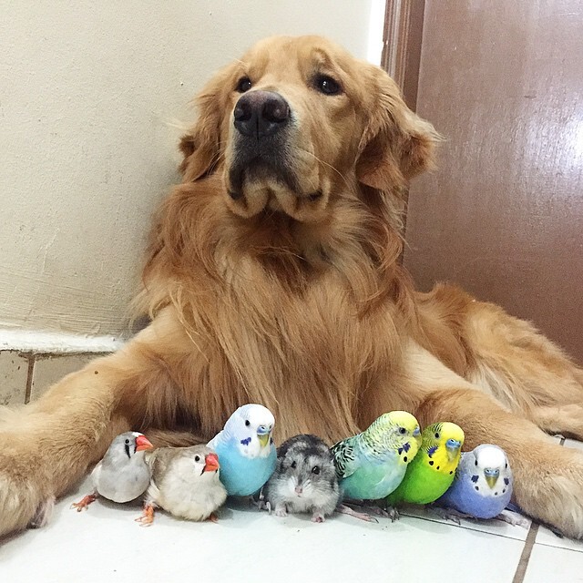 Пёс, хомяк и 8 попугаев