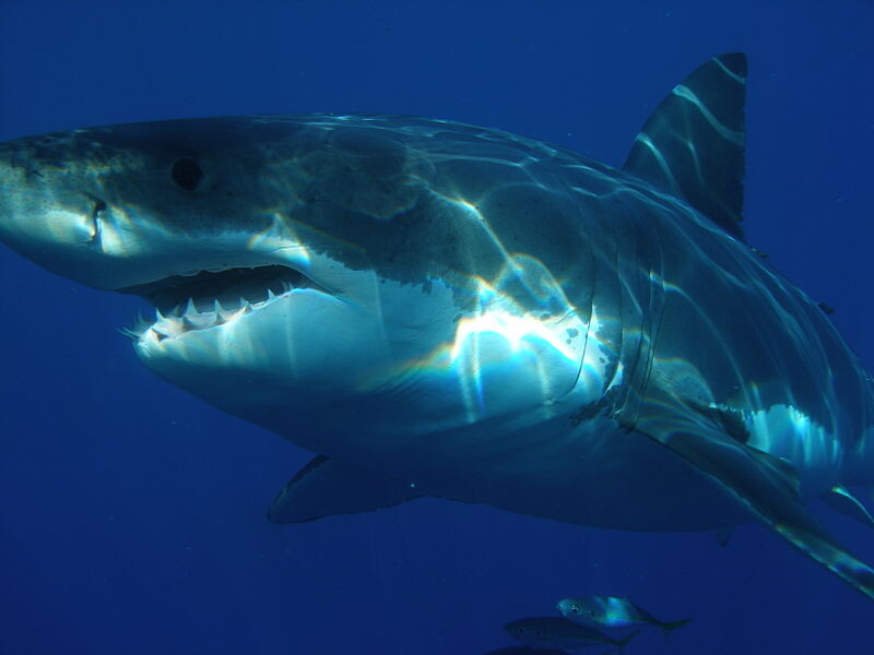 16 белых акул, которые ведут всем привычный образ жизни
