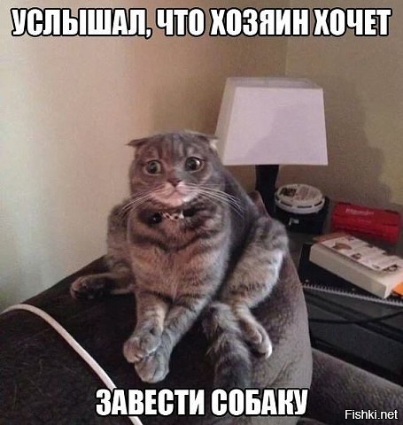 Из солянки
