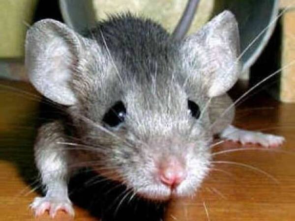 Семь секретов вашей мышки