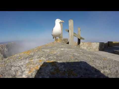 Чайка крадет у туриста GoPro