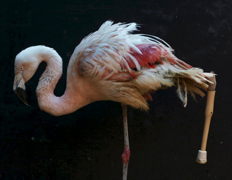 Фламинго с протезированной ногой учится ходить