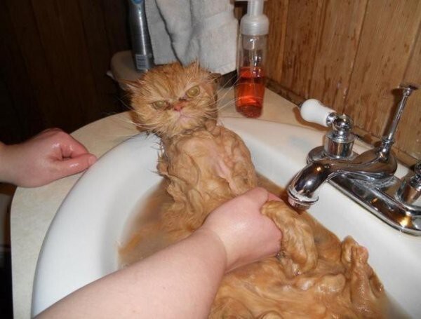 Жестокие фото котов после принятия ими водных процедур 