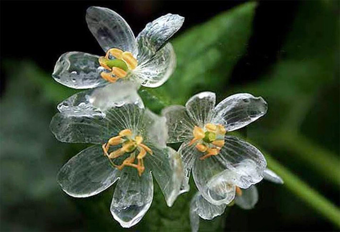 Цветок, который становится прозрачным после дождя