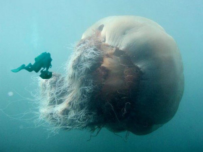 Самая большая медуза «Грива Льва»