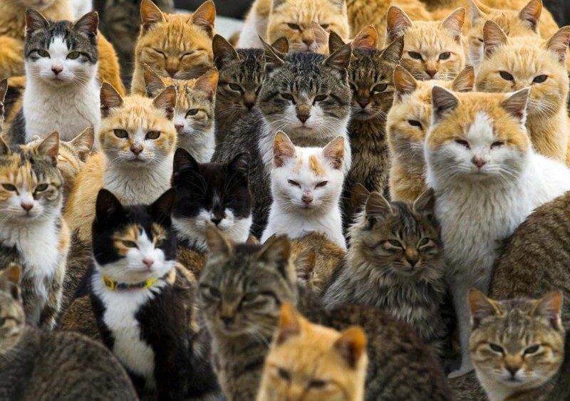 Власти Австралии намерены истребить 2 млн бродячих кошек   