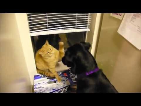 Кошки против собак из за ящиков