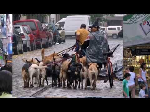 Dogwalkers Буэнос-Айресе, Аргентина