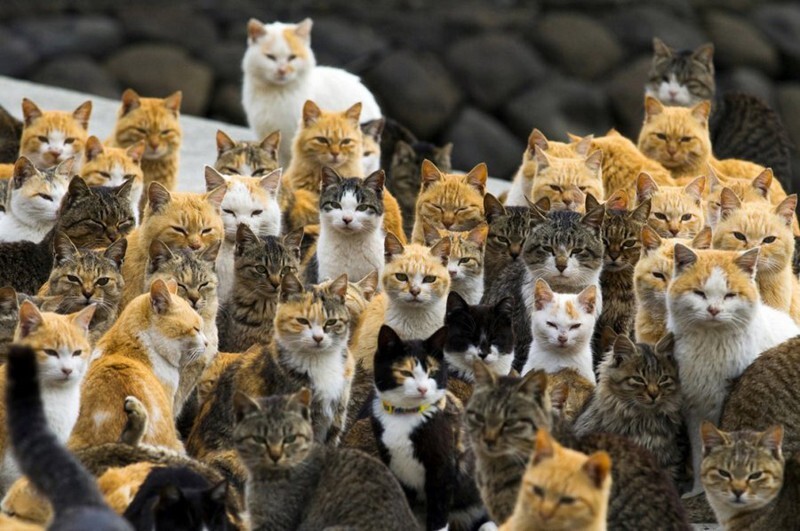 Остров кошек острова Аосима