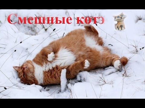 Смешные котэ Приколы с котами 2015