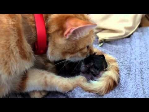 Как рожает кошка 