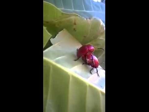 Как размножаются жуки