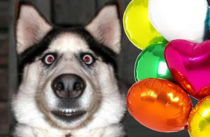 Воздушные шарики + смешная собака = очень смешное видео