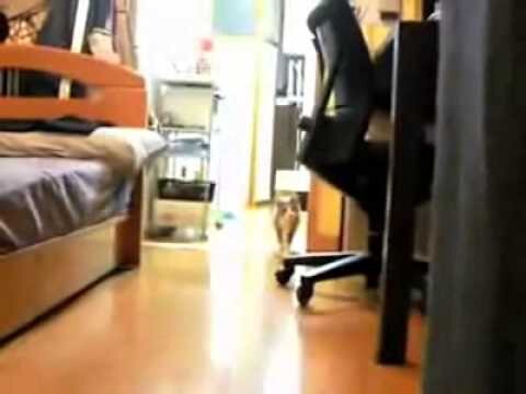Котоматрица