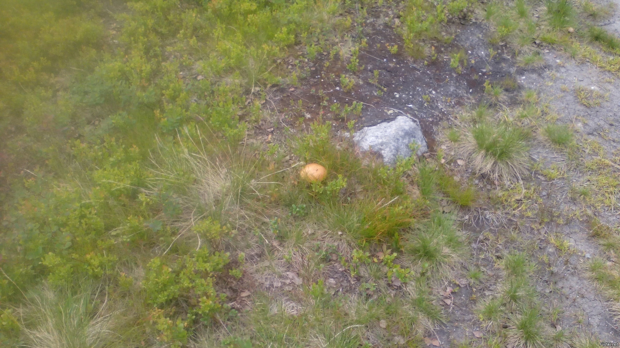 Ездили сегодня за грибами по териберской дороге, грибов нашли мало, но нескол...