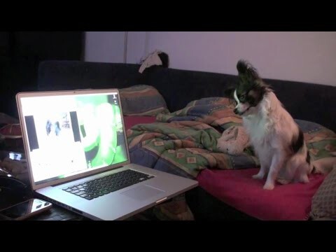 Собака смотрит видео в Youtube