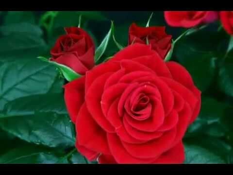Чудесная роза распускается