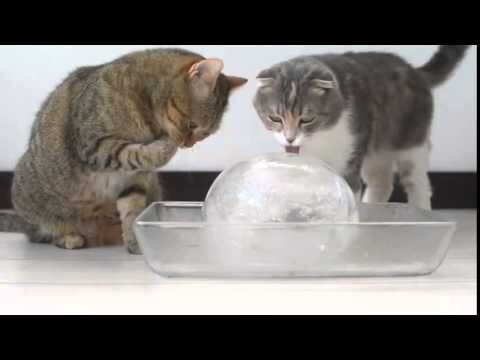 Коты и ледяной шар Cats and ice ball