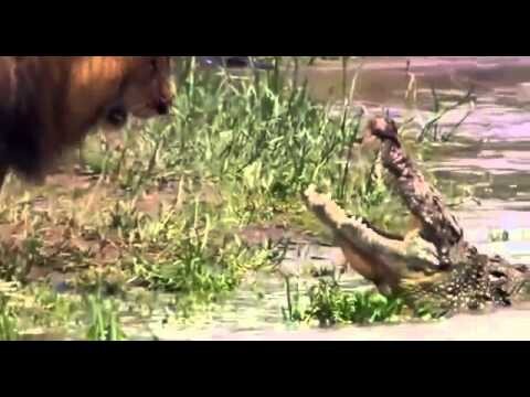Как лев победил крокодила