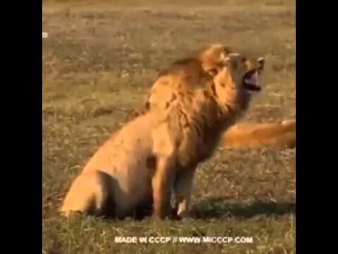 Как смеются львы 