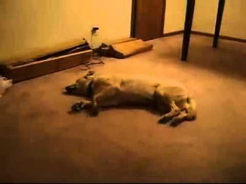Плохой сон у собаки