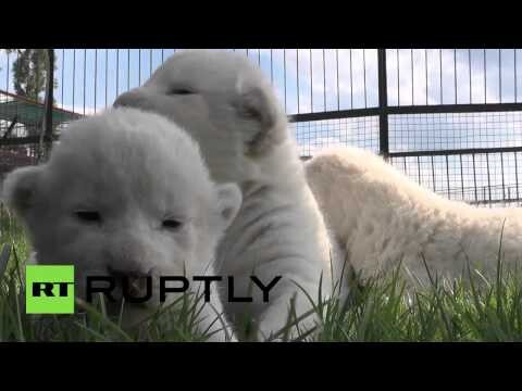 Четыре белых львенка появились на свет в крымском сафари парке «Тайган»