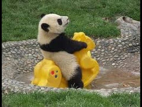Смешное видео -  панда играет с детской игрушкой