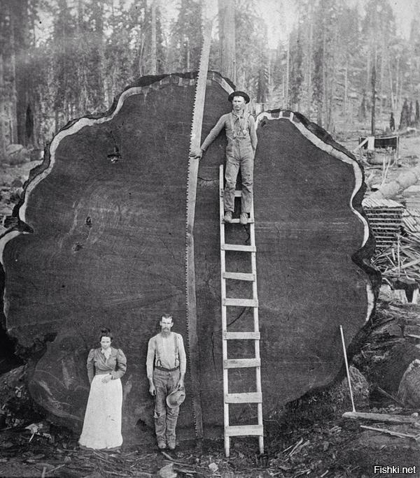 Калифорнийские лесорубы, начало 20 века