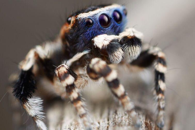Maratus personatus – самый милый крошечный паук