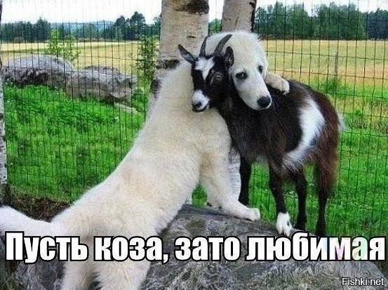 Из солянки