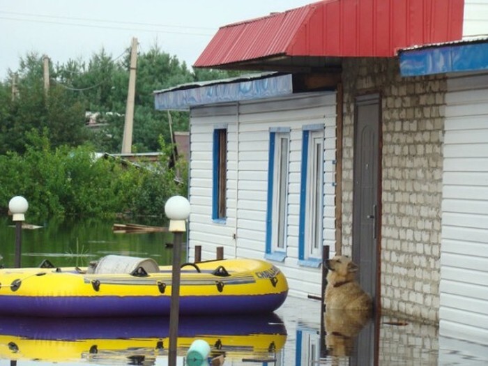 На набережной Благовещенска установили памятник псу по кличке Дружок