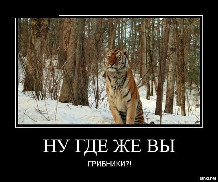Из солянки