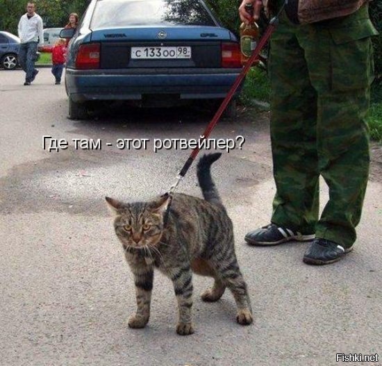 Из солянки