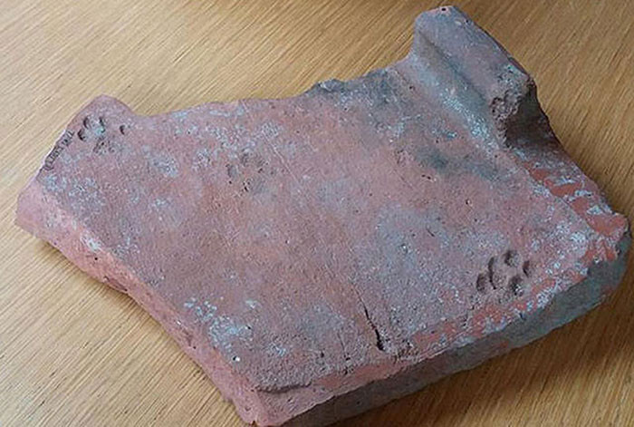 2000-летний отпечаток кошачьей лапы найден на куске римской черепицы