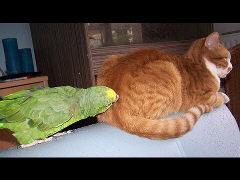 Смешное видео - попугаи достают котов