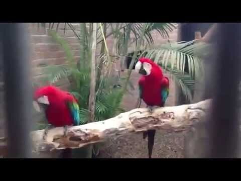 Попугаи танцуют под рэп 