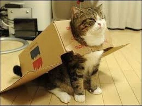 Кот пакуется в коробку - смешной прикол 