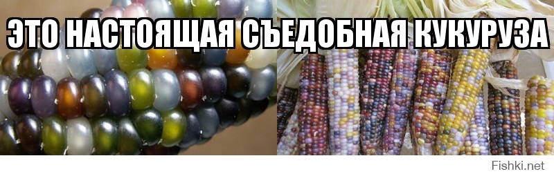 Это настоящая съедобная кукуруза