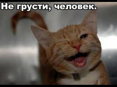 Смешные подборки приколов с котами 2015