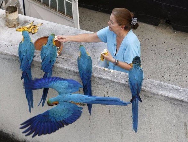 Попугаи ара вместо голубей, Каракас, Венесуэла