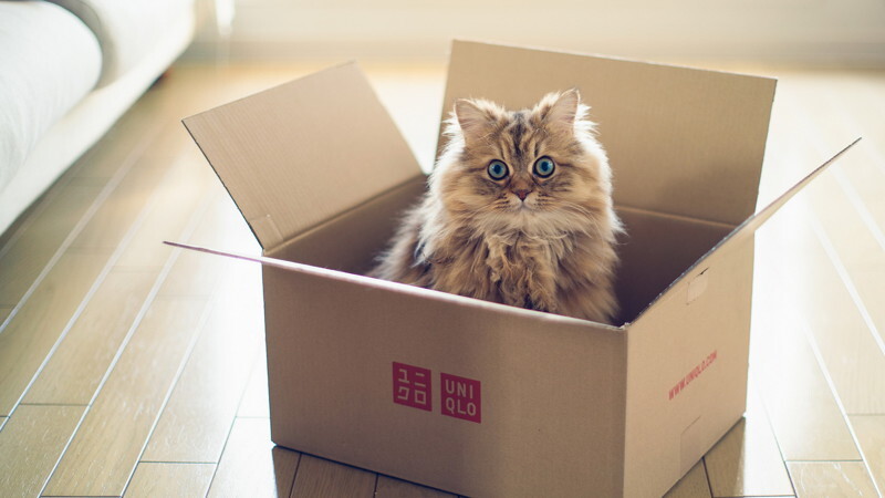 Почему кошки так любят коробки