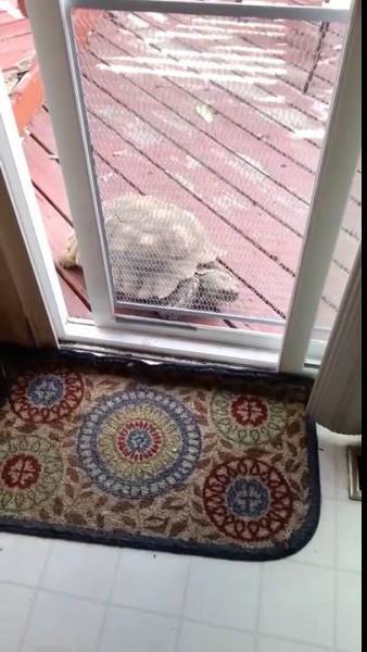 черепаха открывает дверь в дом