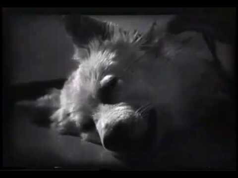 Сергей Сергеевич Брюхоненко