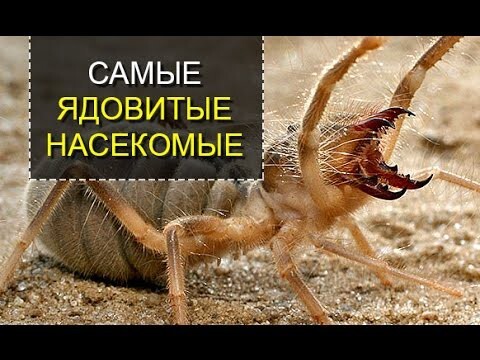 Самые ядовитые насекомые Земли
