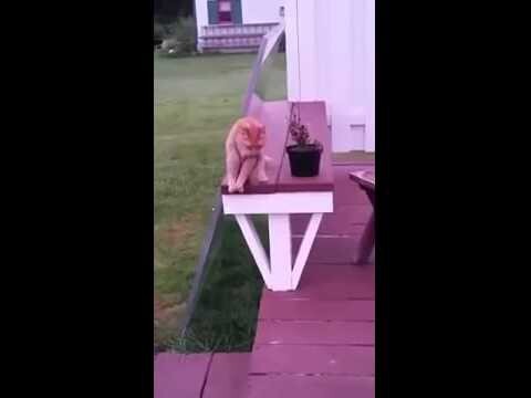 Кот сидит, как человек 