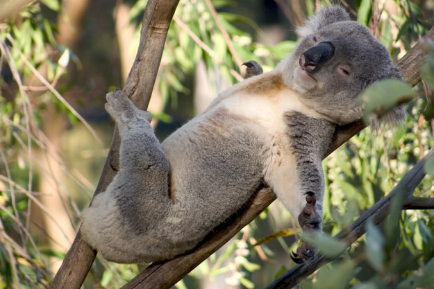 Кровожадная коала, преследующая женщину, одновременно страшна и смешна