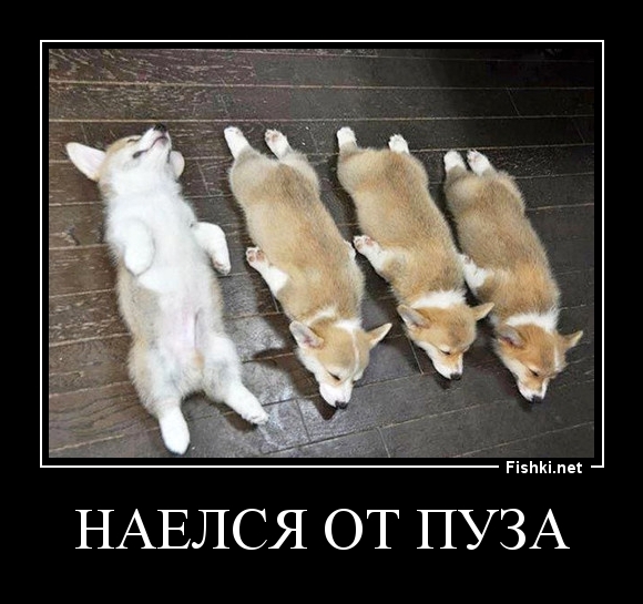 наелся от пуза