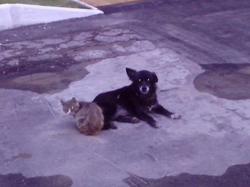 Дружба уличной кошки и собаки